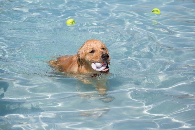 Dog Days at the Pool | Anthem Highlands Resident Event
